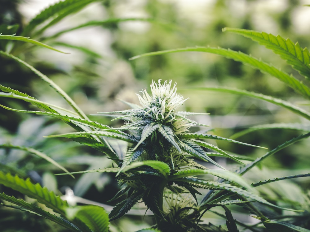 One NASDAQ - Listed Cannabis Stock at Resistance Levels: Tilray Brands Inc